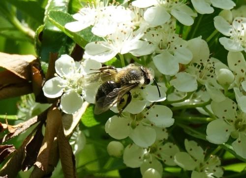 Andrena sp.